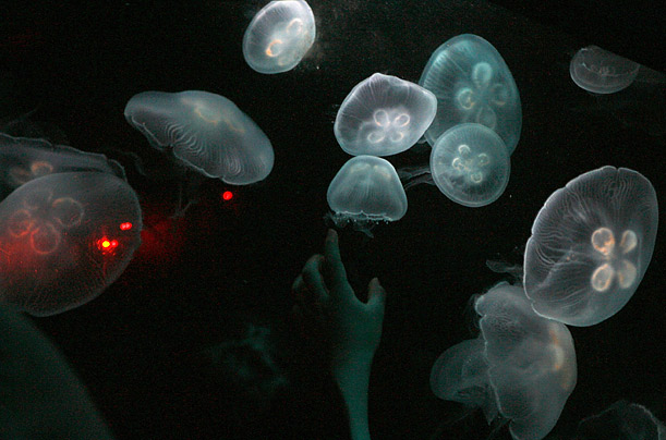 A girl tries to reach moon jellyfish inside a tank at the Sunshine International Aquarium in Tokyo.