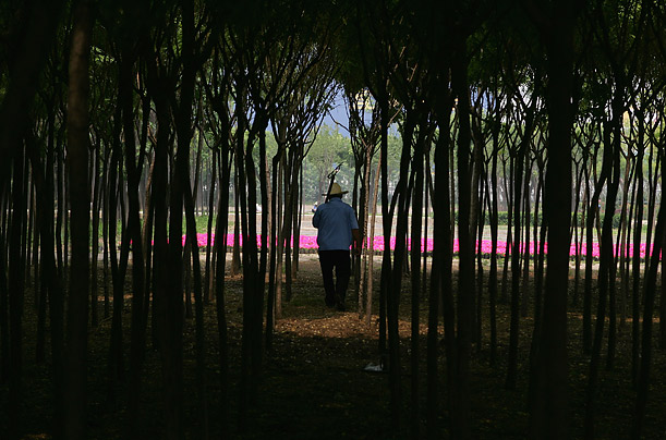 A labourer plants flowers for the Beijing Olympic Games in Beijing, China. It is estimated that more than 40 million plants will be placed around the city during the games.