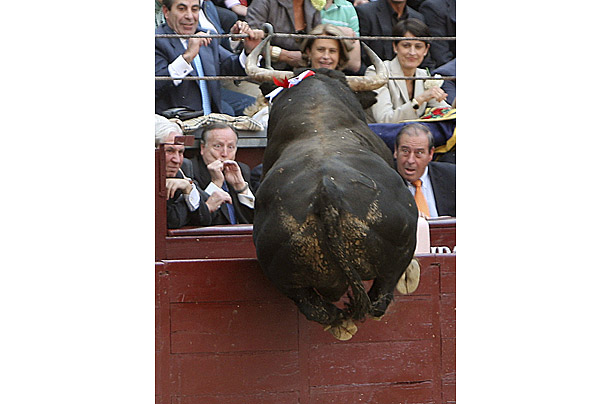 A bull attempts to jump over a barrier into the stands at a bullfight in Madrid, Spain.