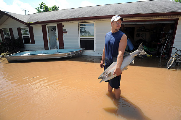David Shepard salvages a stuffed king salmon from his flooded home in Edinburgh, Indiana.    
