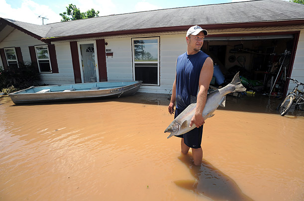 David Shepard salvages a stuffed king salmon from his flooded home in Edinburgh, Indiana.    
