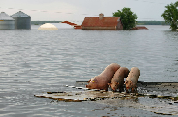 Three pigs seek solid footing on the roof of a building after floodwaters from the Mississippi and Iowa Rivers inundated Oakville, Iowa.
