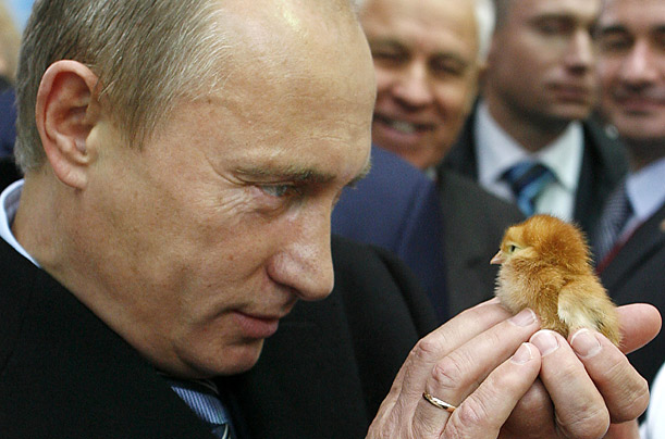 Russian Prime Minister Vladimir Putin eyes a baby chicken during a visit to the Golden Autumn agro-industrial exhibition in Moscow.

