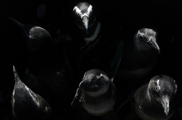 Magellanic penguins wait to be released into the Atlantic Ocean from a Brazilian Navy Ship near the coast of Santos, Brazil.

