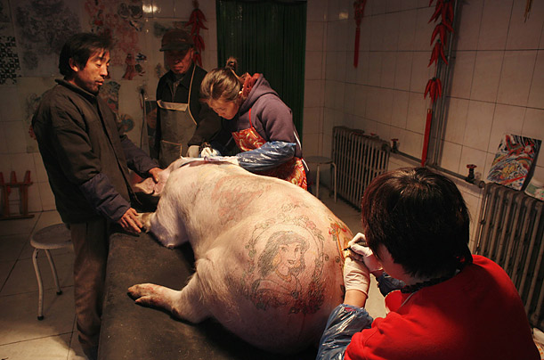 art pig tattoo beijing china