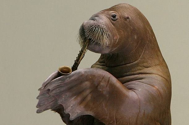 istanbul walrus saxophone