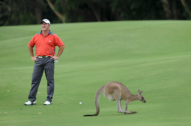 Australian golfer Peter Lonard waits to play a shot as a kangaroo leaps by during second day of the Australian PGA Championships.

