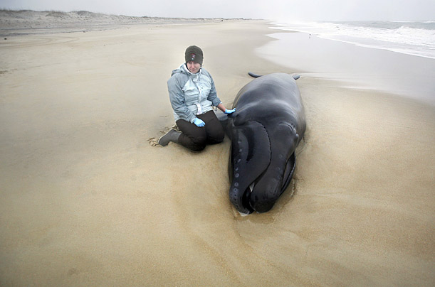 A biotechnician waits with a young North Atlantic Right Whale that washed ashore on Hatteras Island. Too young to make it back to the ocean by itself, the whale was euthanized.
A biotechnician waits with a young North Atlantic Right Whale that washed ashore on Hatteras Island. Too young to make it back to the ocean by itself, the whale was euthanized.