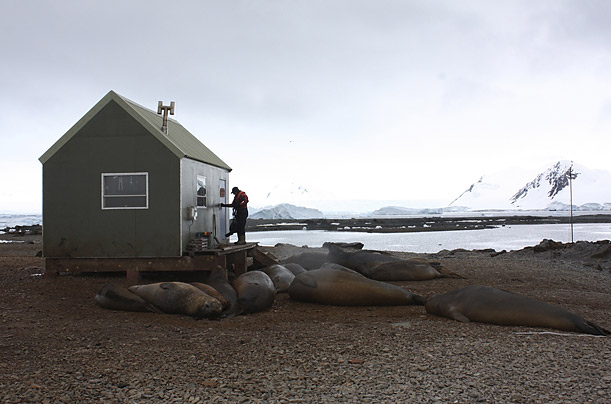 John Loines, an expert of the British Antarctic Survey, enters a hut surrounded by elephant seals on Antarctica's Lagoon Island.