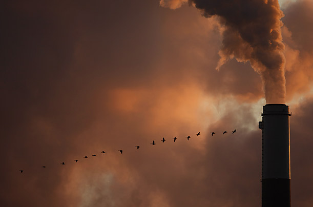 A flock of geese fly past a smokestack at a coal power plant in Kansas.