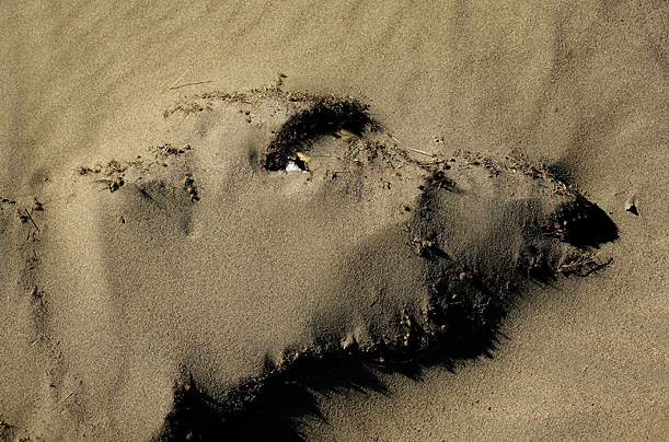 Sand covers the head of a dead cow in Stroeder, Argentina.