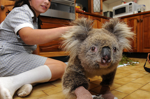 A koala, nicknamed Sam, who was rescued by firefighters from raging wildfires in Australia, is treated for its wounds.

