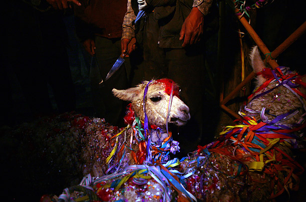 A miner prepares to sacrifice a llama as an offering to Mother Earth at the Hitos mine in Oruro, Bolivia.

