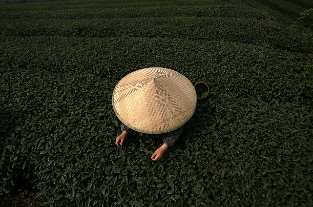 A farmer picks tea leaves at a plantation in western China.

