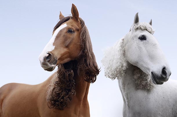 Top hair stylist Sascha Breuer took time away from his human clients to get these two horses looking their best for Ladies' Day at London's Kempton Park Racecourse.