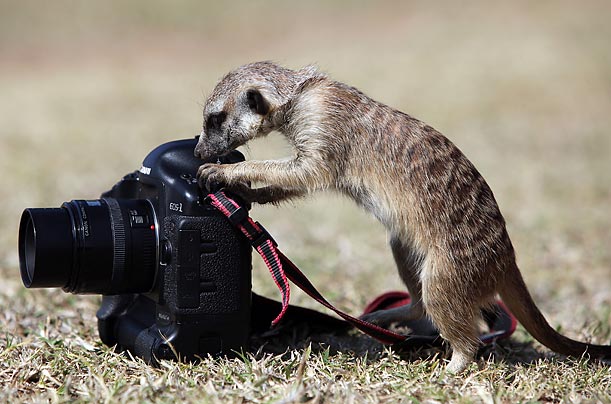 A hand-reared meerkat named Bob investigates a camera at Predator World in Rustenburg, South Africa