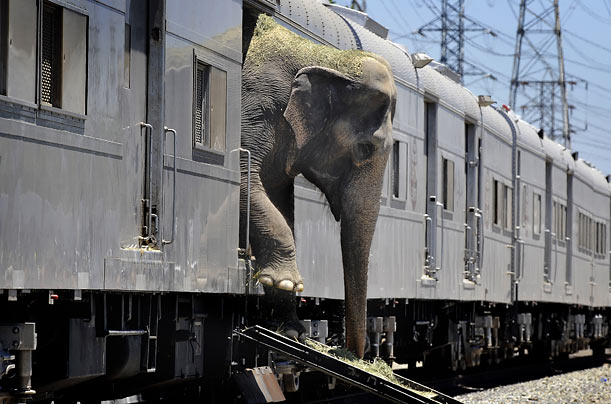 An elephant walks off the Ringling Brothers and Barnum & Bailey train in Anaheim, California, where the circus will