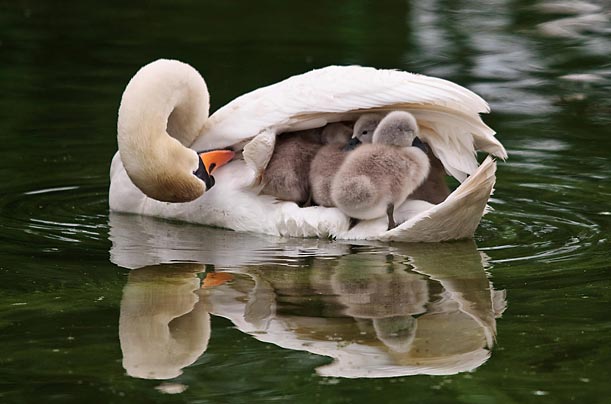 A doting mother swan takes her brood of six under her wing at Bicton Park Botanical Gardens, in Devon, England.