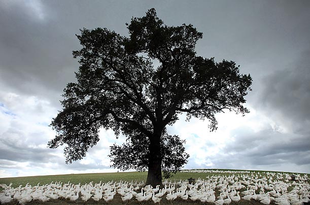 A flock of geese graze on a Shropshire hillside as they are reared in their free-range environment for the Christmas market in Shrewsbury