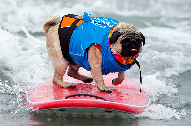 A surfing pug