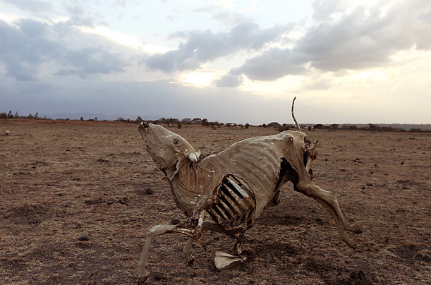 A cow skeleton in Kenya
