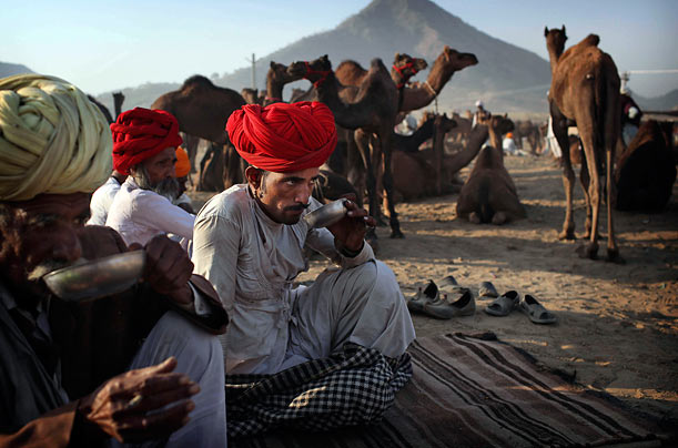 Businessmen
Indian camel herders drink their morning tea as they wait to sell or trade their animals at the Pushkar Mela livestock
