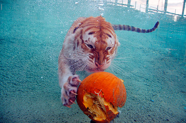 Don't See That Every Day
A Bengal tiger named Kingda Ka romps with a pumpkin at Six Flags Great Adventure theme park in Jackson, New Jersey.