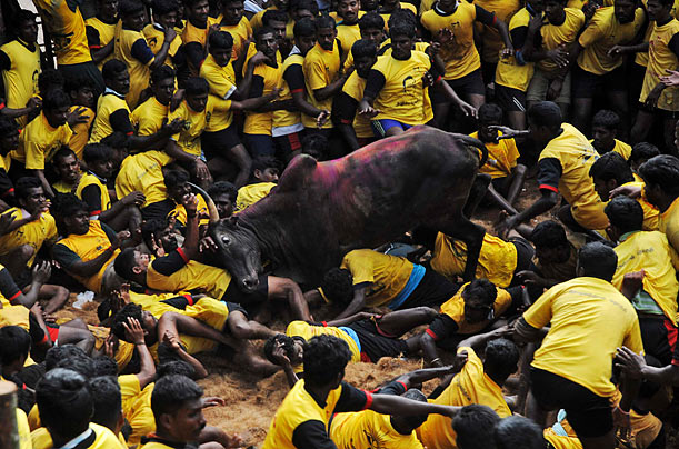 Eruption of Color
Villagers are pinned down by a bull during a bull-taming festival on the outskirts of Madurai, India. The event is part Eruption of Color
Villagers are pinned down by a bull during a bull-taming festival on the outskirts of Madurai, India. The event is part