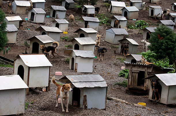 Rescued pups wander around their houses at the Friend of Animals Society dog shelter in Caxias do Sul, Brazil.