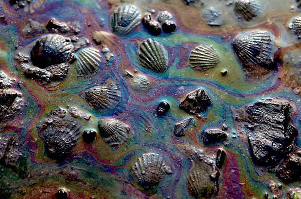 Seashells are coated with oil caused by a spill in the northern Chinese port Dalian, nine days after a pipeline blast leaked 1,500 tons of heavy crude into the sea. 

