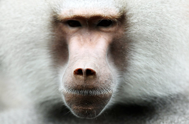 Snow White

A baboon sits in its enclosure at the Tierpark Hellabrunn zoo in Munich, Germany.