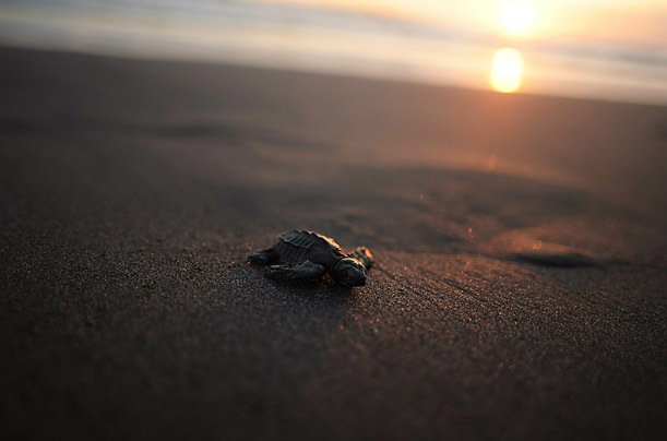 A baby Olive Ridley Turtle makes its way to the water at San Diego Beach,
El Salvador. More than 1,000 baby turtles were freed by villagers on the Salvadoran coast. A baby Olive Ridley Turtle makes its way to the water at San Diego Beach,
El Salvador. More than 1,000 baby turtles were freed by villagers on the Salvadoran coast.