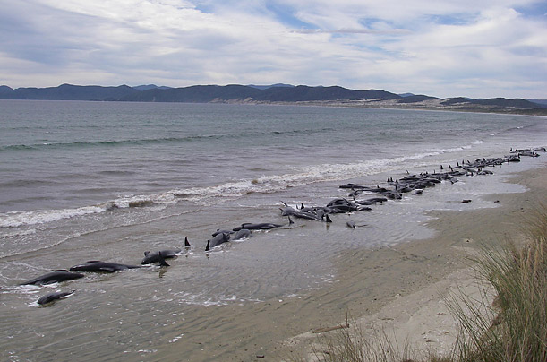 Pictures of the Week